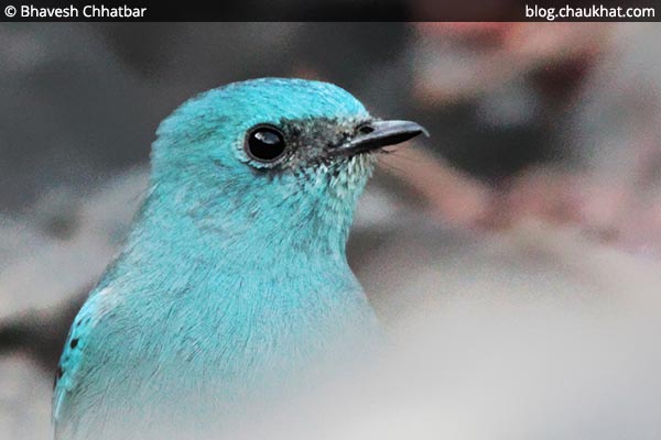 Verditer flycatcher hiding behind a rock [Eumyias thalassinus, Stoparola melanops, Eumyias thalassina]